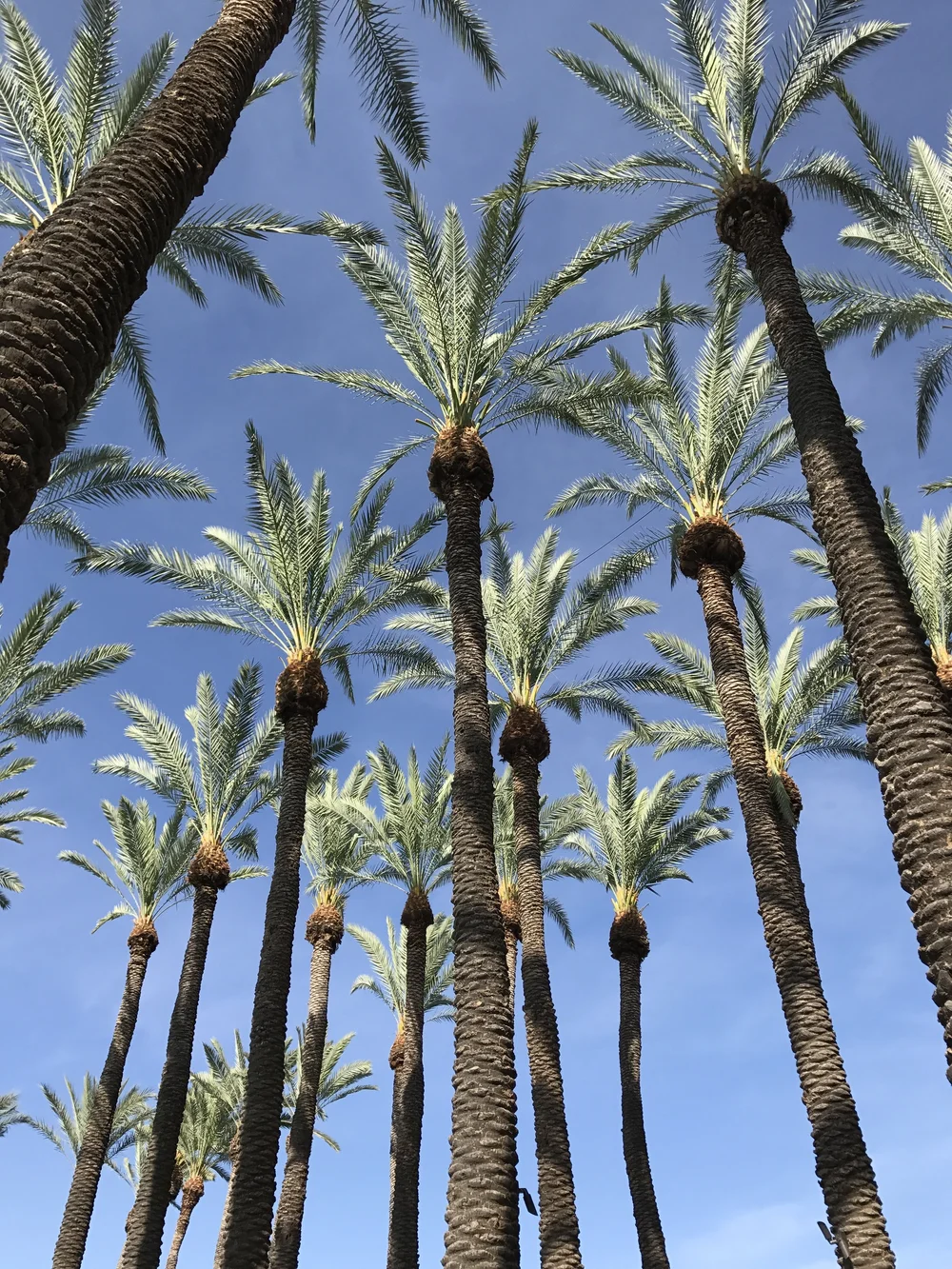 View looking up at tall palm trees against a clear blue sky, bright and airy mood